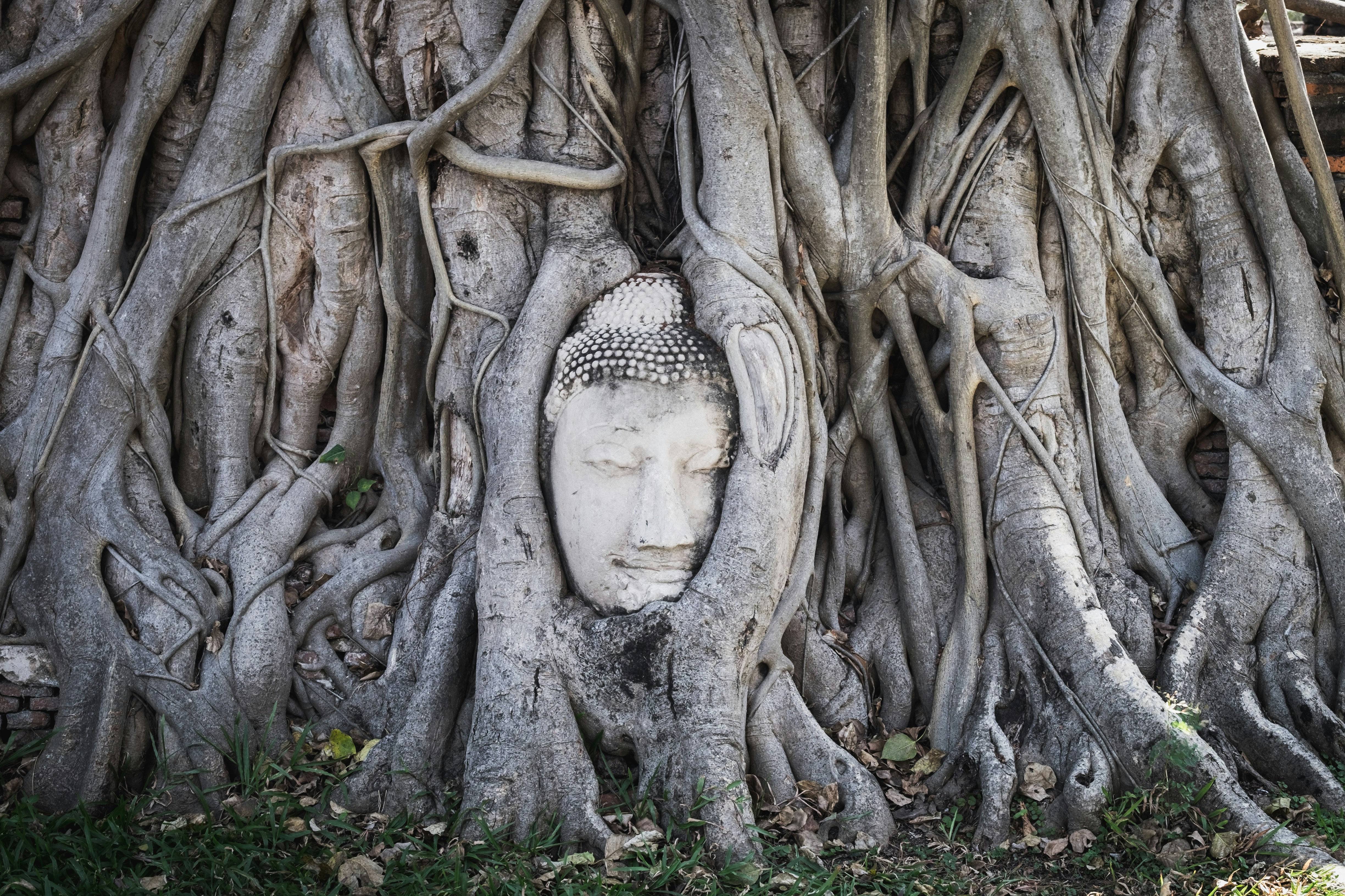The Buddha Head
