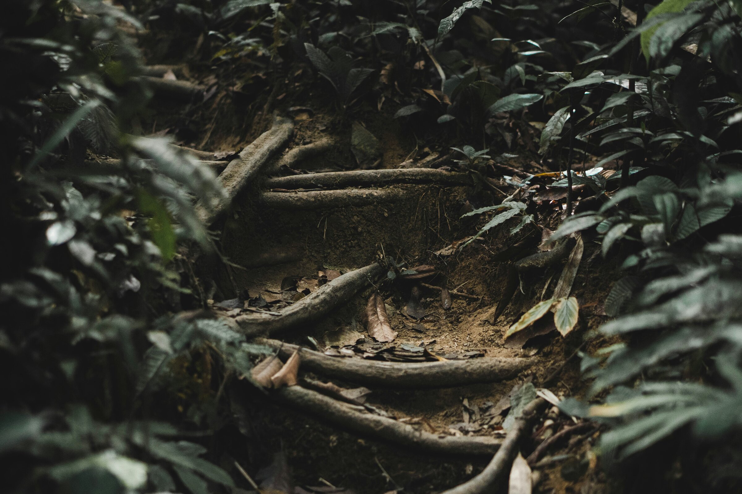 Jungle Trekking
