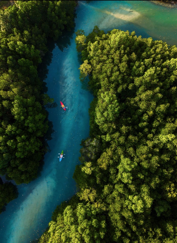 Mangrove Forest