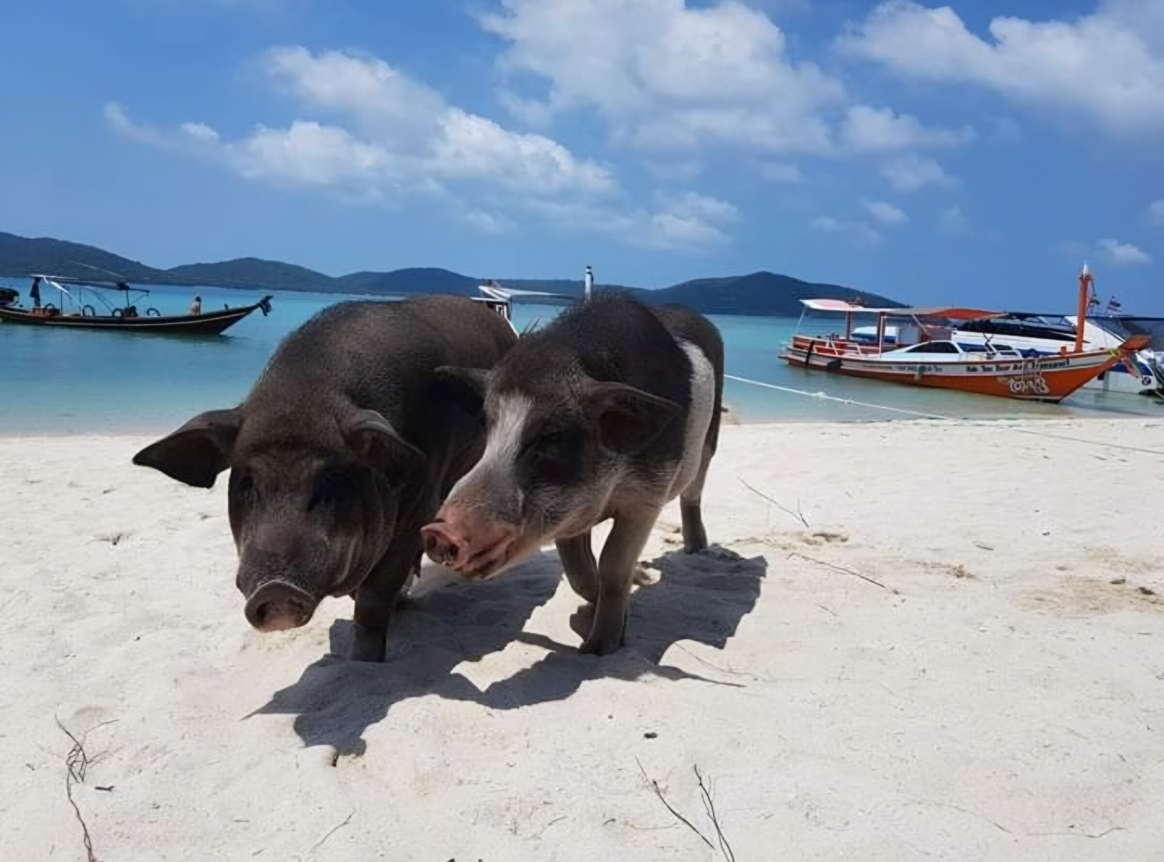 Pig Island